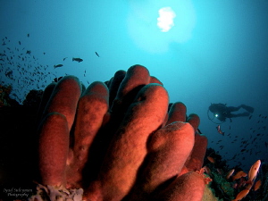 Sponge & diver by Iyad Suleyman 